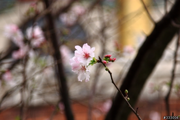 2013/03/18 天元宮 花況