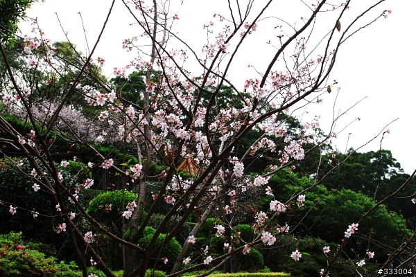 2013/03/18 天元宮 花況
