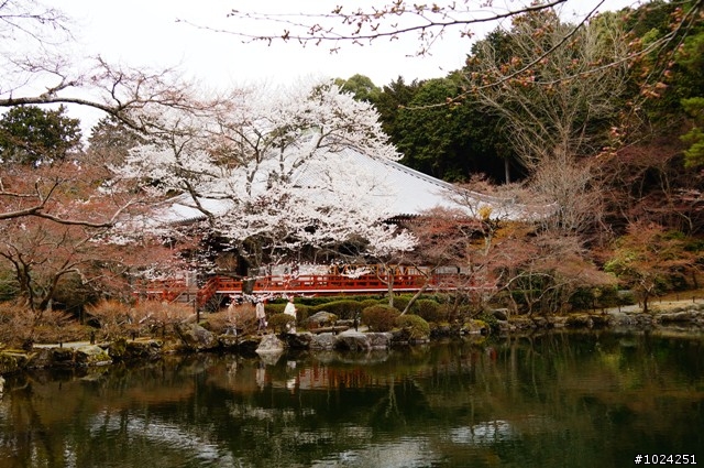 [單車拖車的無限可能]  2013 Bike·桜·京都  (2nd Day)