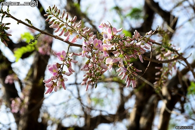 2013年烏山頭水庫櫻花季