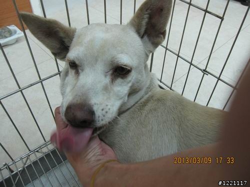 [北部] 超可愛幼犬找家--只剩下咖啡哥哥跟小白妹還在等待幸福喔  /  咖四目小妹被認養了