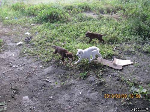 [北部] 超可愛幼犬找家--只剩下咖啡哥哥跟小白妹還在等待幸福喔  /  咖四目小妹被認養了