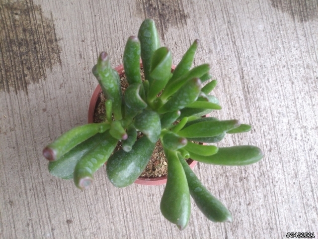 多肉植物請教!