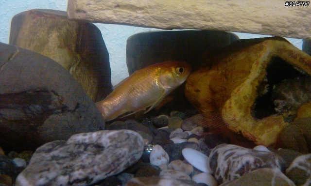新手養魚 如意死氣沉沉一直在水底 錦鯉很躁動