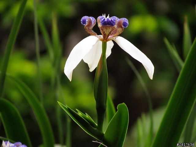 鳶尾花
