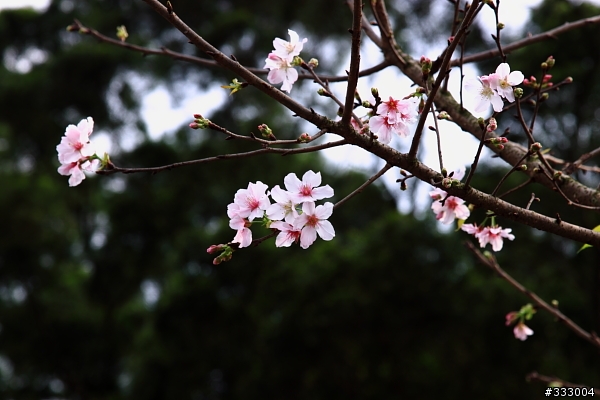 2013/03/18 天元宮 花況