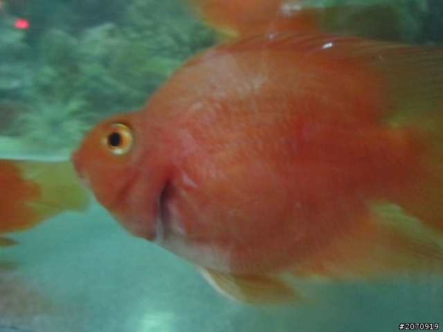 關於血鸚鵡(魚病)(圖片)