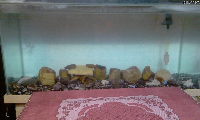 新手養魚 如意死氣沉沉一直在水底 錦鯉很躁動