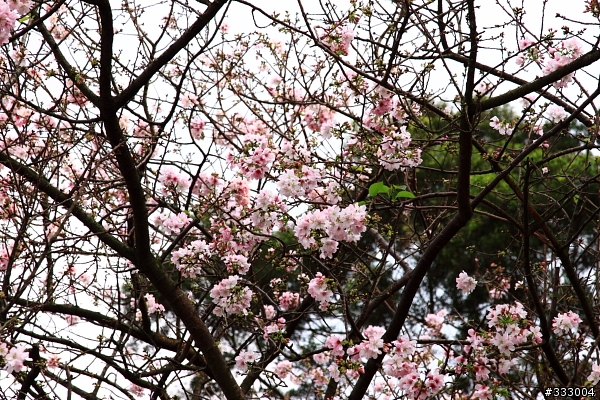 2013/03/18 天元宮 花況
