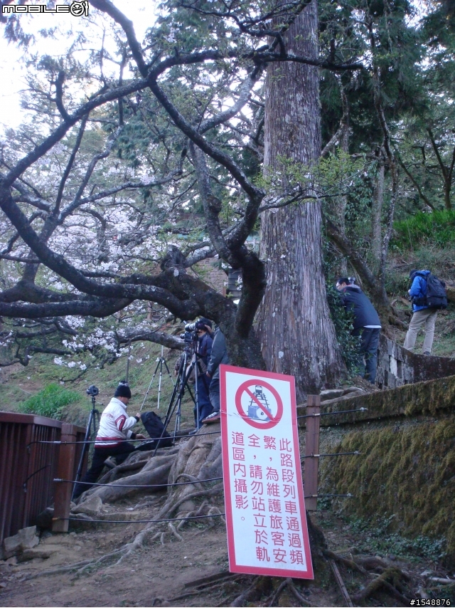 拍櫻花要這麼辛苦嗎?!