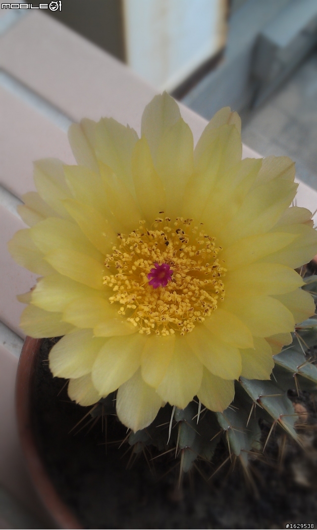 仙人掌開花~3