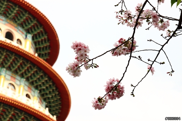 2013/03/18 天元宮 花況