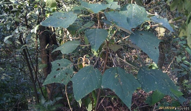 [請問]植物名稱(6種) ?