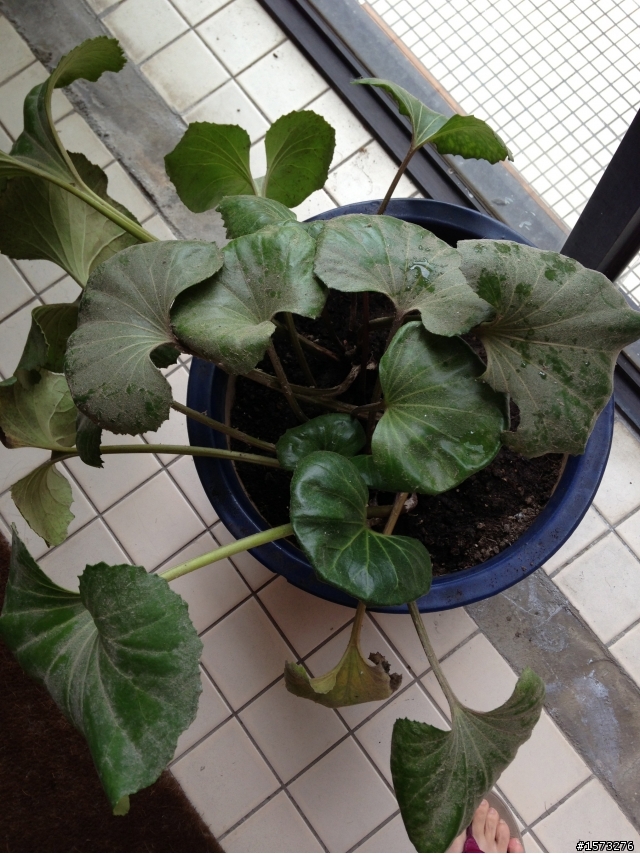 我的日本山菊倒歪歪的 請教大家正確照料法