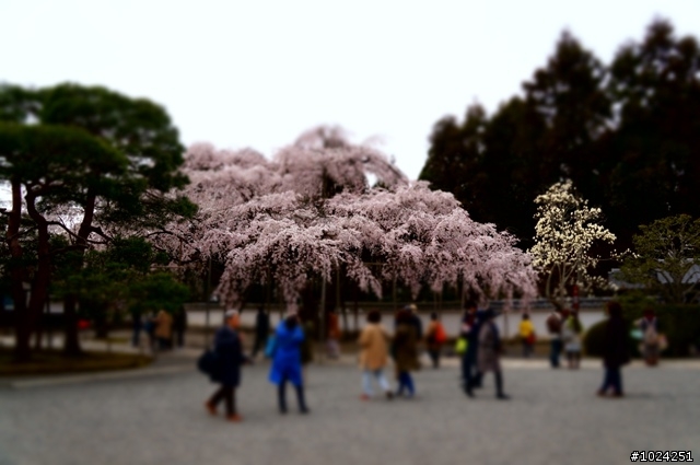 [單車拖車的無限可能]  2013 Bike·桜·京都  (2nd Day)