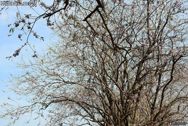 2013年烏山頭水庫櫻花季