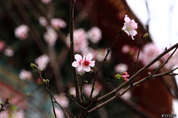 2013/03/18 天元宮 花況