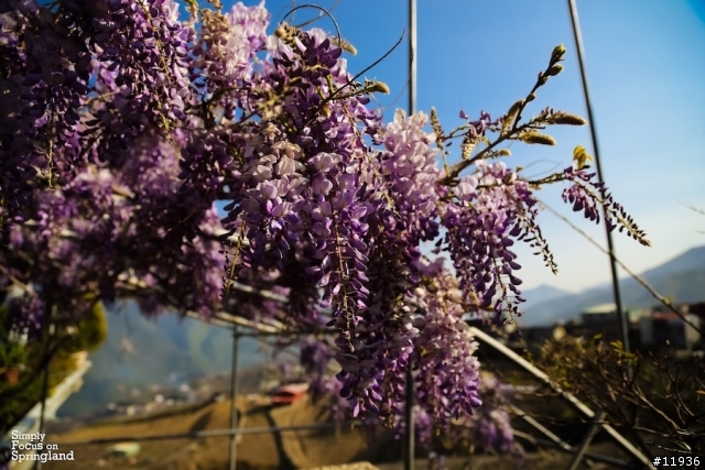[試駕文]THE ALL-NEW FOCUS-純粹的春天山道旅遊(宜蘭.梨山.花蓮)..圖多文少