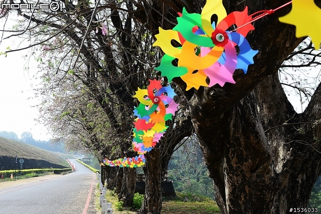 2013年烏山頭水庫櫻花季