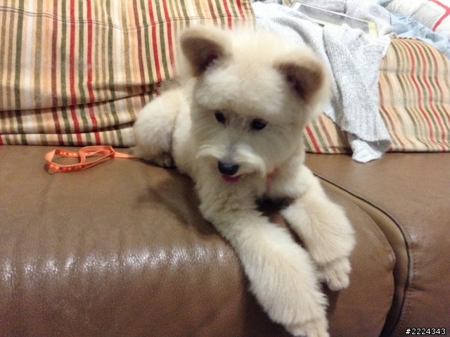 在土城學成路上撿到一隻像西莎犬的可愛母狗〜〜尋主人
