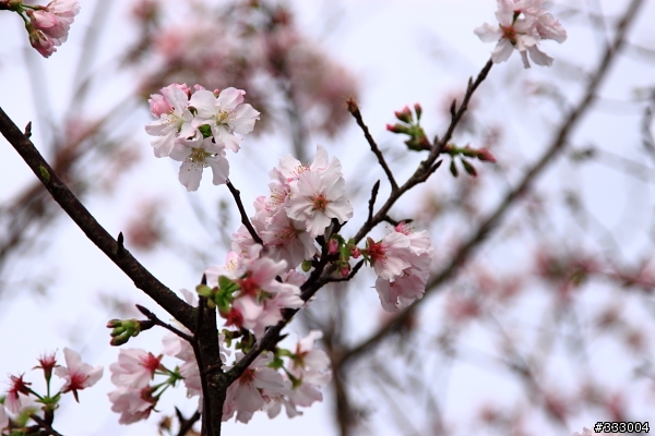 2013/03/18 天元宮 花況