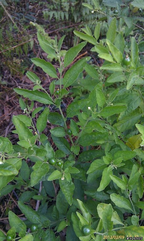 [請問]植物名稱(6種) ?