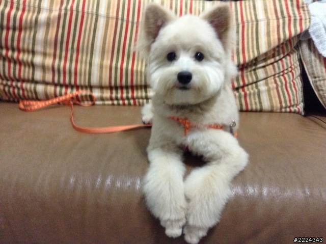 在土城學成路上撿到一隻像西莎犬的可愛母狗〜〜尋主人