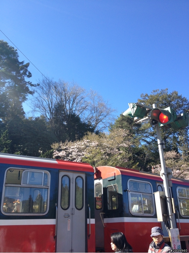 Focus MK3 5D TDCi，不專業之開箱文+3/9阿里山森林遊樂區賞櫻一日遊(文長、費話多、圖多，不喜歡勿入)