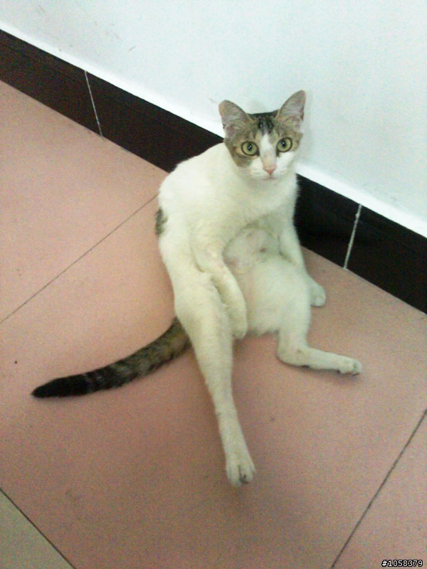 小姑的貓