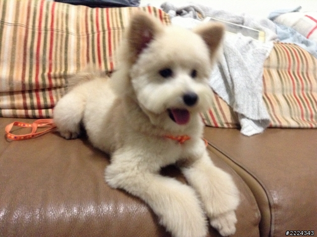 在土城學成路上撿到一隻像西莎犬的可愛母狗〜〜尋主人
