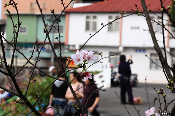 2013/03/18 天元宮 花況
