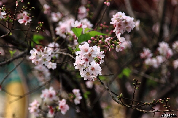 2013/03/18 天元宮 花況