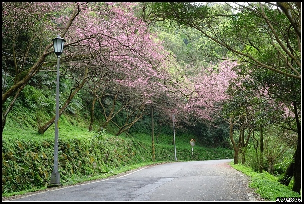 2013.03.01【單車遊記】汐止大尖山‧賞櫻之旅