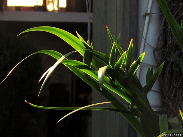 鳶尾花