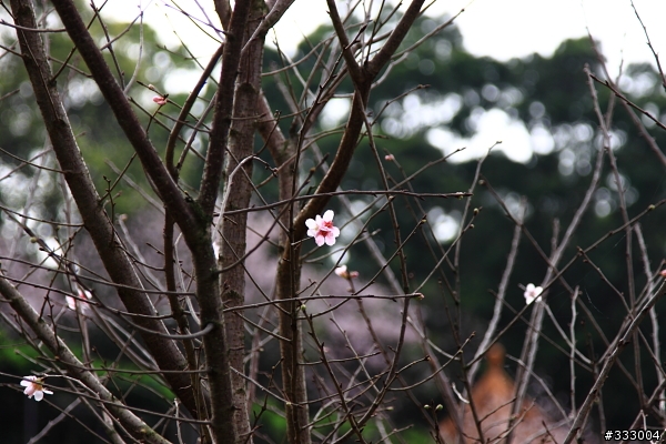 2013/03/18 天元宮 花況