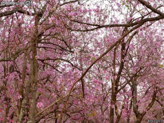 台南公園&官田區八田路(南117線),羊蹄甲花海