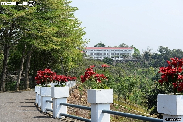 2013年烏山頭水庫櫻花季
