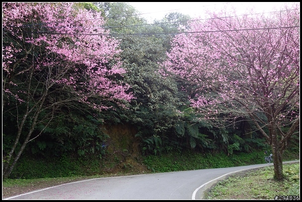 2013.03.01【單車遊記】汐止大尖山‧賞櫻之旅