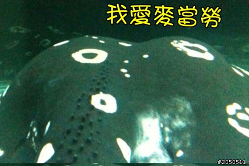 魟魚的繁殖-皇冠黑白