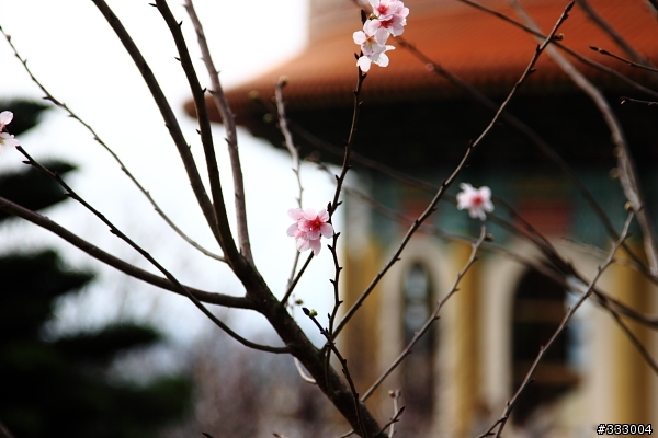 2013/03/18 天元宮 花況