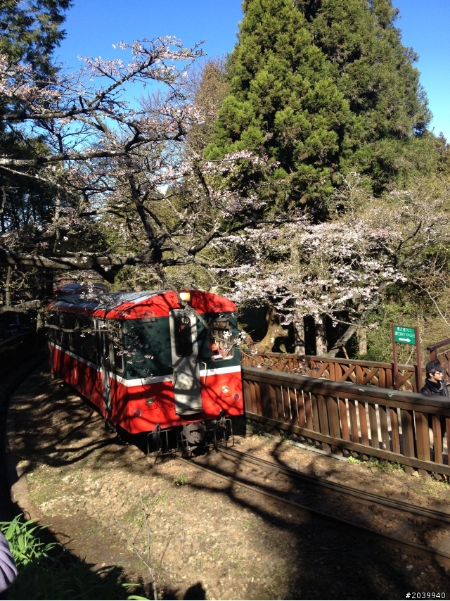 Focus MK3 5D TDCi，不專業之開箱文+3/9阿里山森林遊樂區賞櫻一日遊(文長、費話多、圖多，不喜歡勿入)