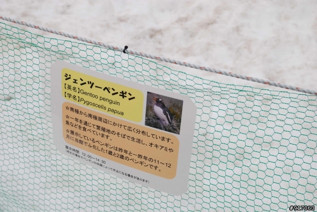 [冬之名古屋自助行]-Part.2-名古屋水族館看海豚表演/企鵝走路
