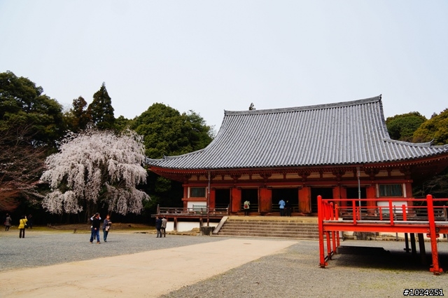 [單車拖車的無限可能]  2013 Bike·桜·京都  (2nd Day)