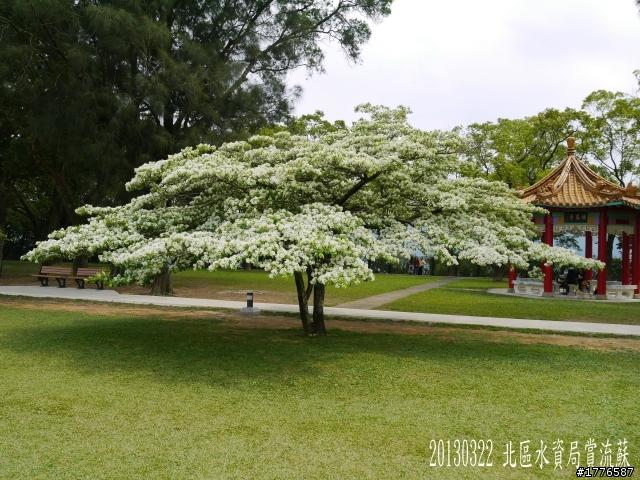 20130322   鶯歌大溪三坑北區水資局賞流蘇石門水庫之旅