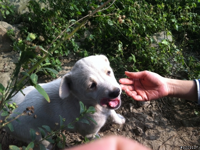 [北部] 超可愛幼犬找家--只剩下咖啡哥哥跟小白妹還在等待幸福喔  /  咖四目小妹被認養了