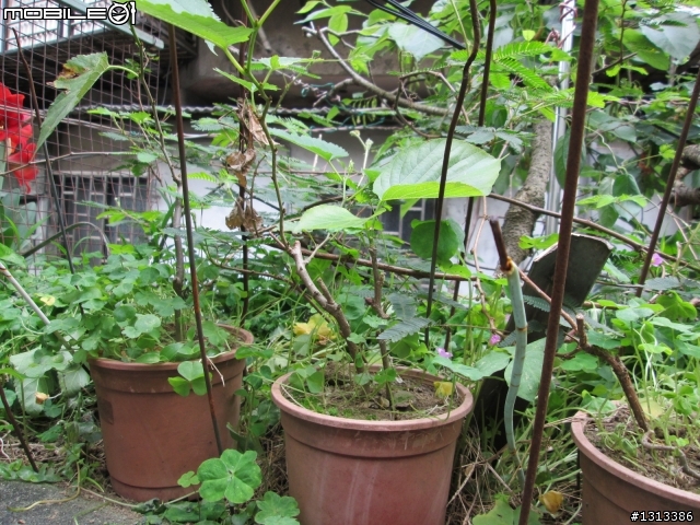 我的秘密花園