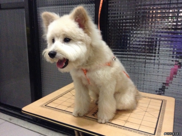 在土城學成路上撿到一隻像西莎犬的可愛母狗〜〜尋主人