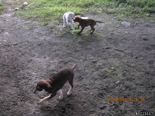 [北部] 超可愛幼犬找家--只剩下咖啡哥哥跟小白妹還在等待幸福喔  /  咖四目小妹被認養了