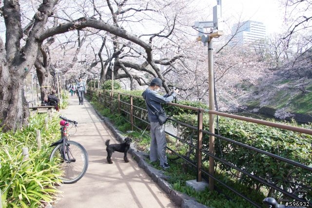 2013 DEFY 3 開箱 + 賞櫻花 + 台場彩虹大橋 一日遊