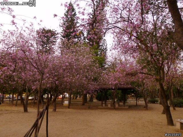 台南公園&官田區八田路(南117線),羊蹄甲花海